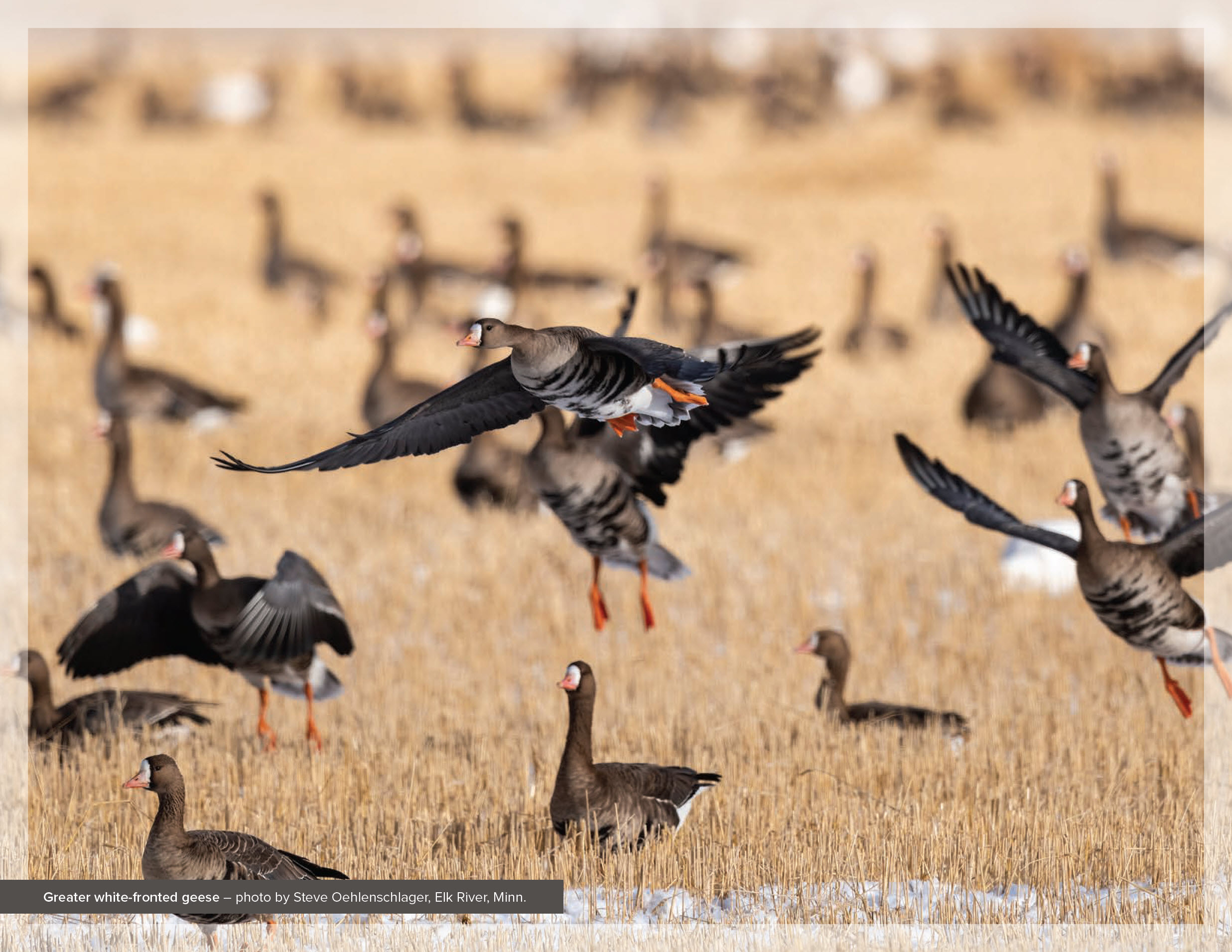 Greater white-fronted geese – photo by Steve Oehlenschlager, Elk River, Minn.