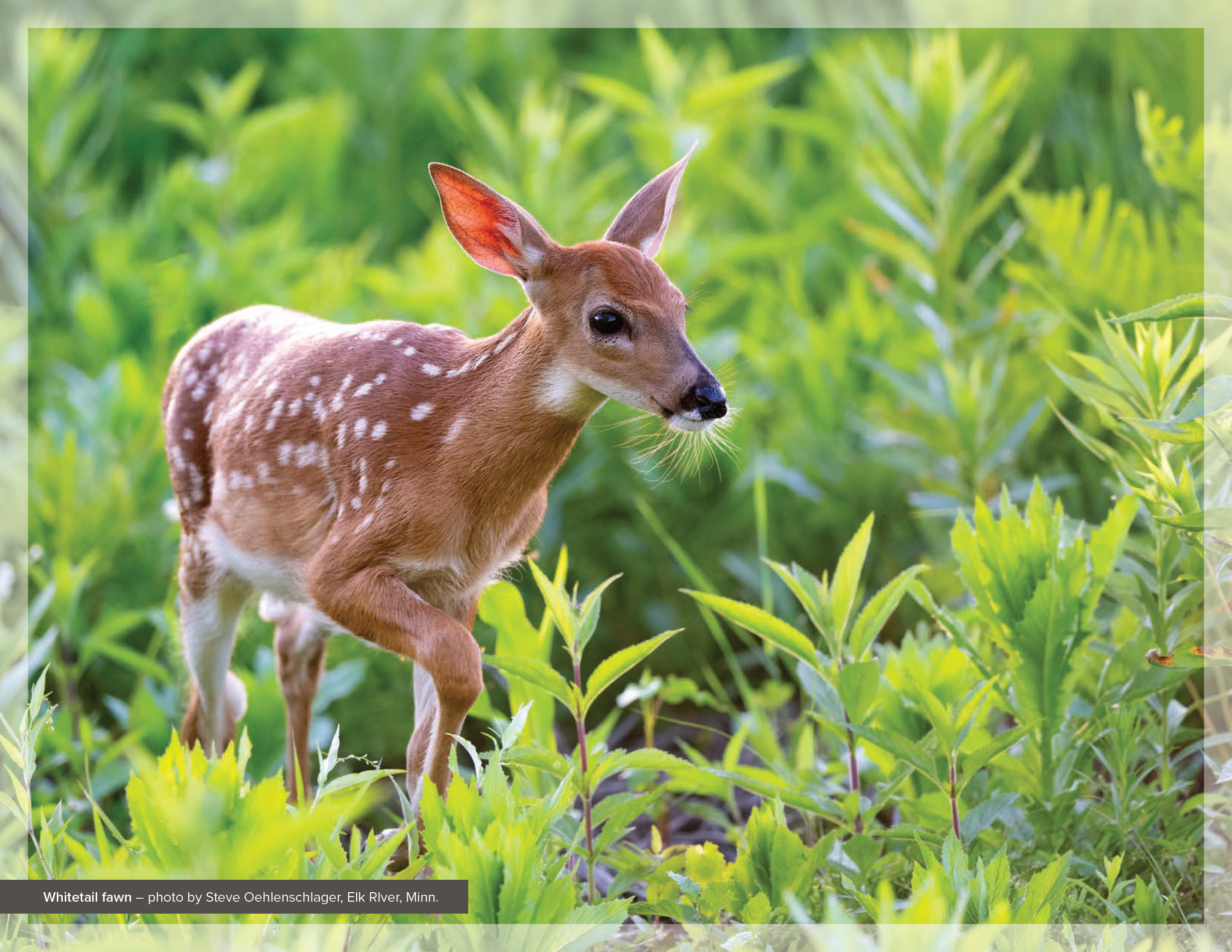 Whitetail fawn – photo by Steve Oehlenschlager, Elk RIver, Minn.