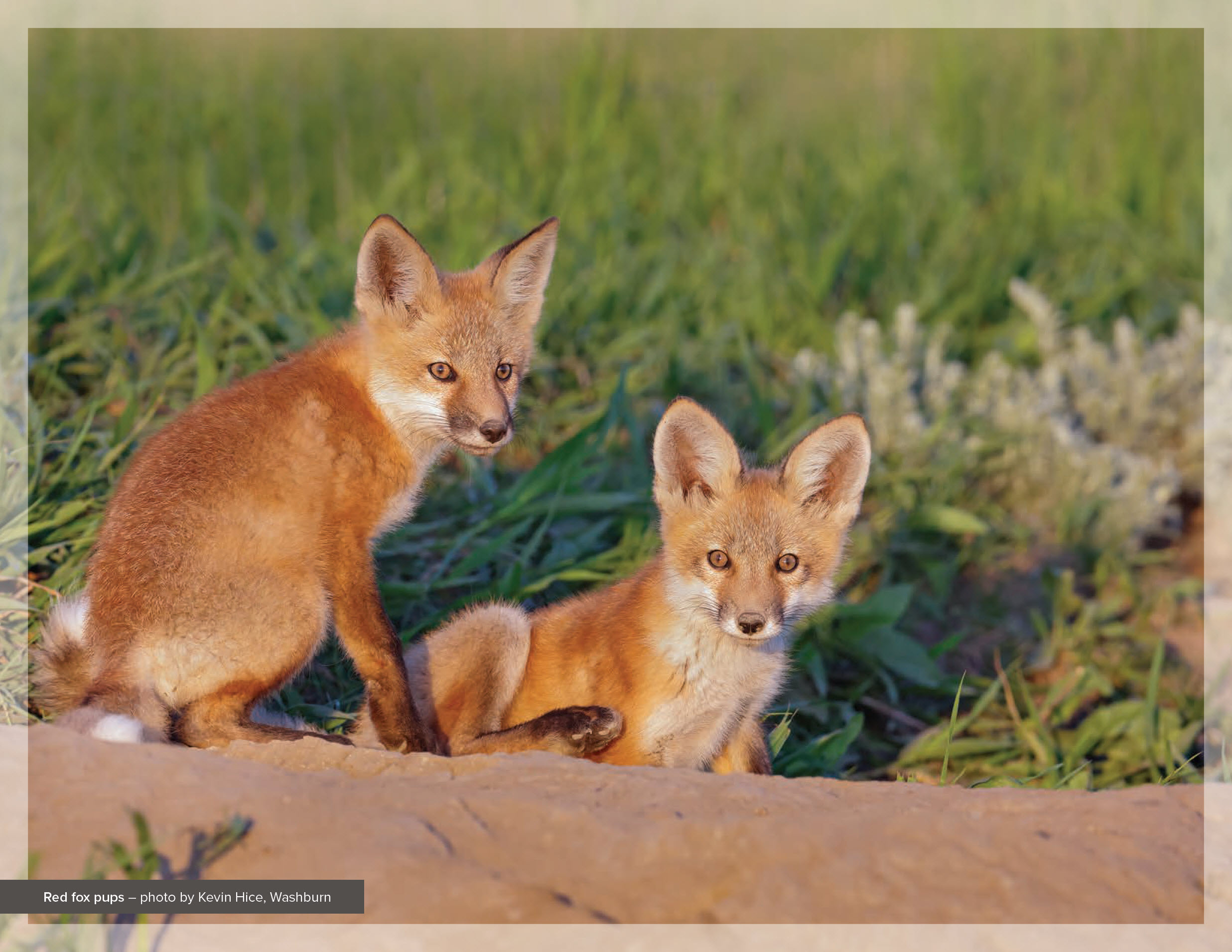 Red fox pups – photo by Kevin Hice, Washburn