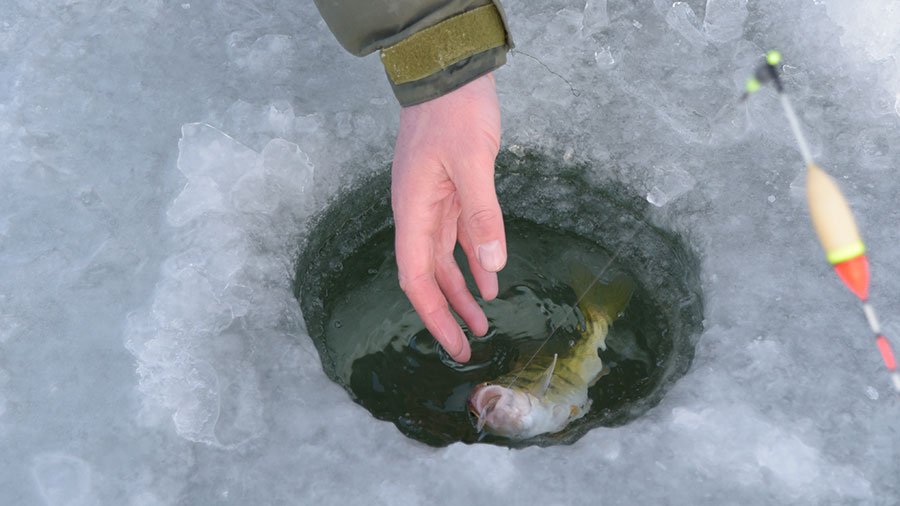 Fish being pulled out of ice hole