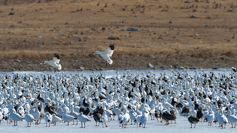 Flock of snow geese on ice