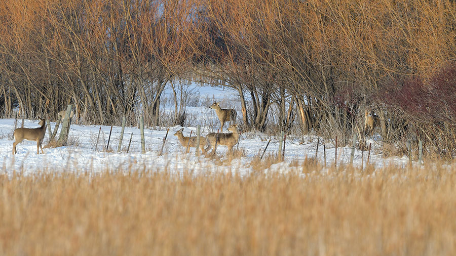 Deer in snow at a distance