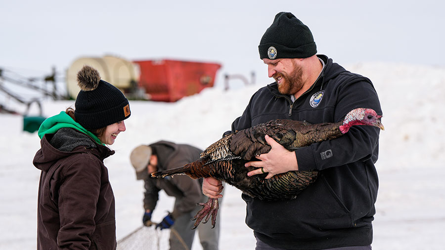 Biologist holding captured turkey