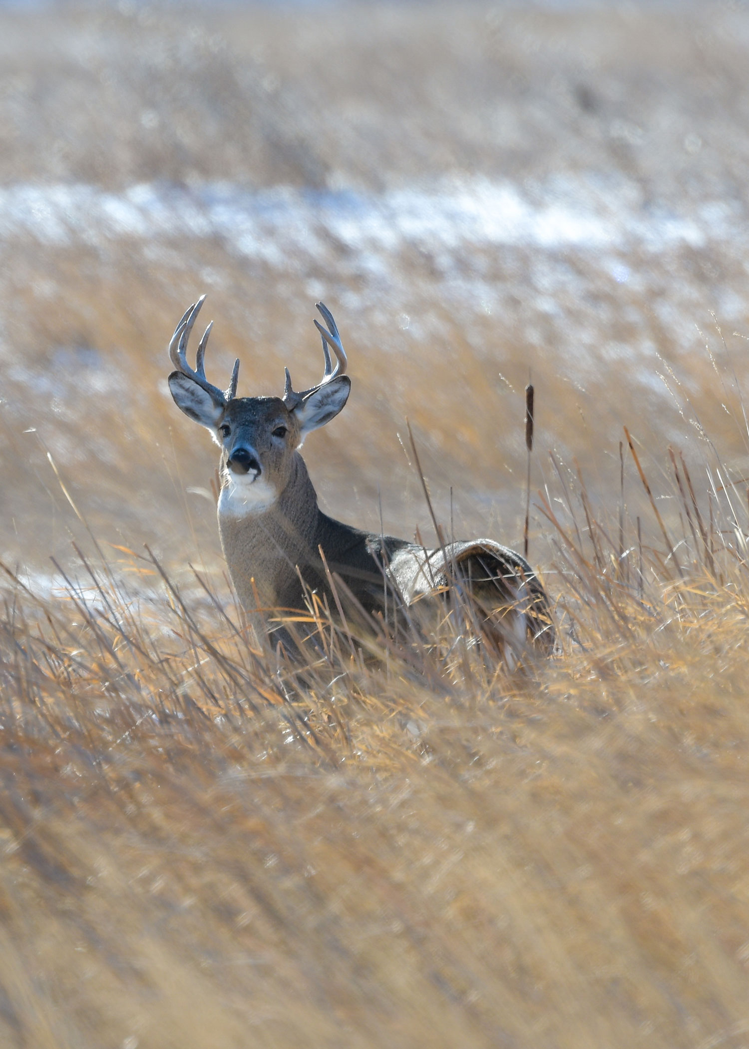 White-tailed buck in snowy field