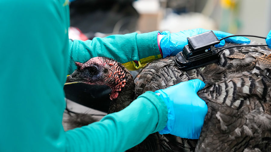 Turkey being fitted with tracking backpack