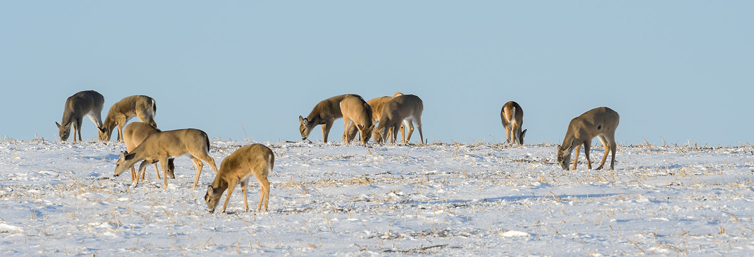 Whitetails looking for food in snowy field
