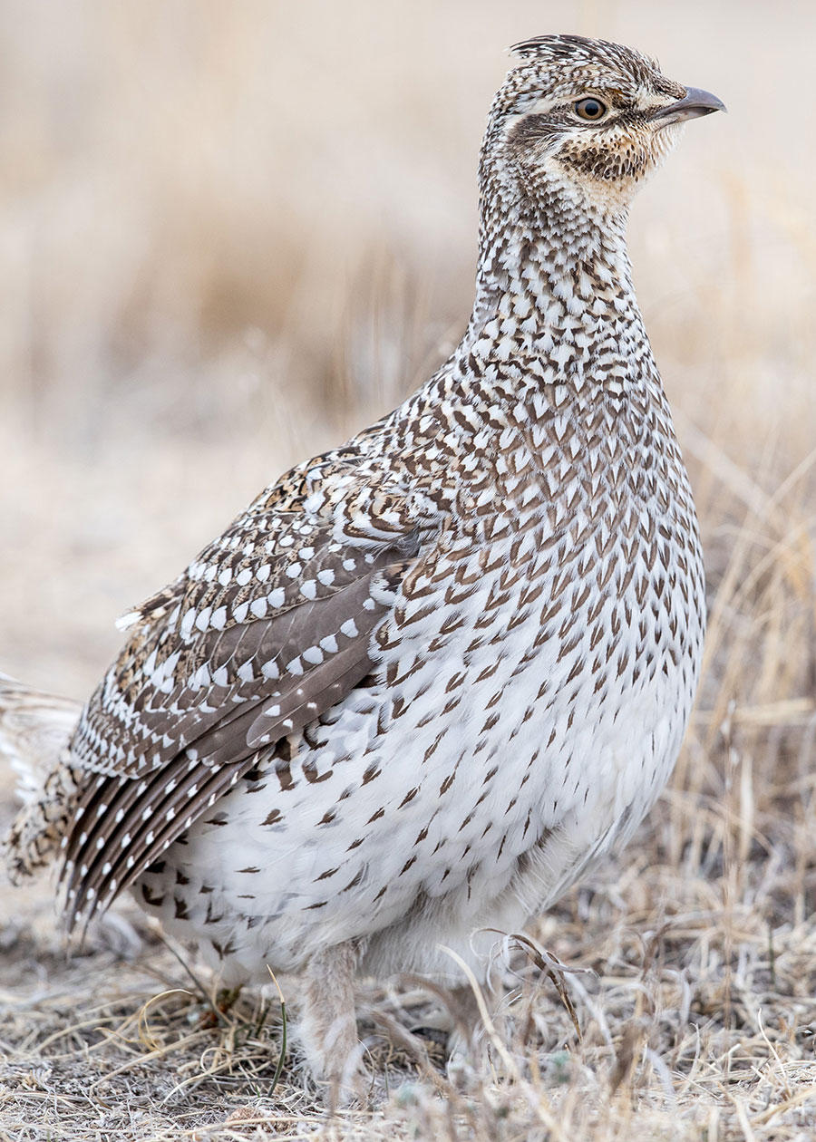 Sharp-tailed grouse standing in dried grass