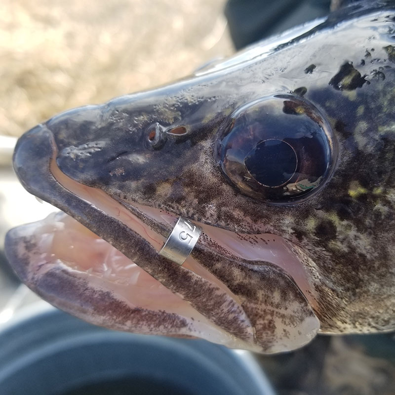 Fish with tag on upper jaw