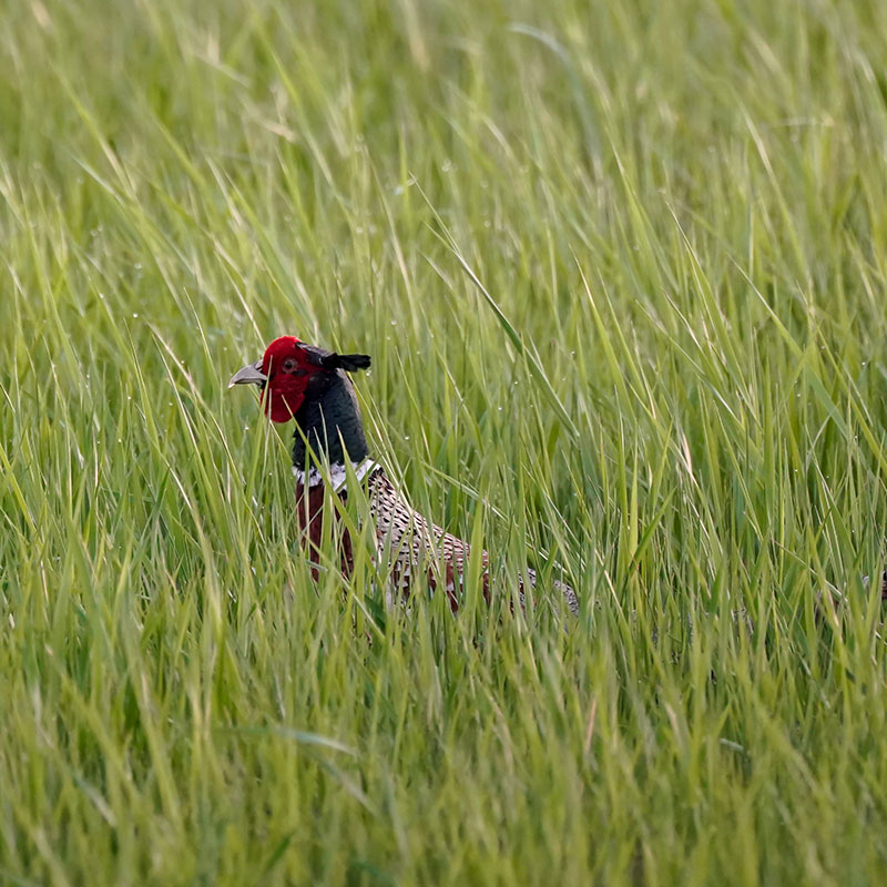 Pheasant rooster in tall grass