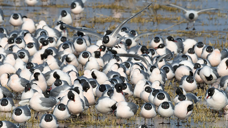 Flock of Franklin's gulls