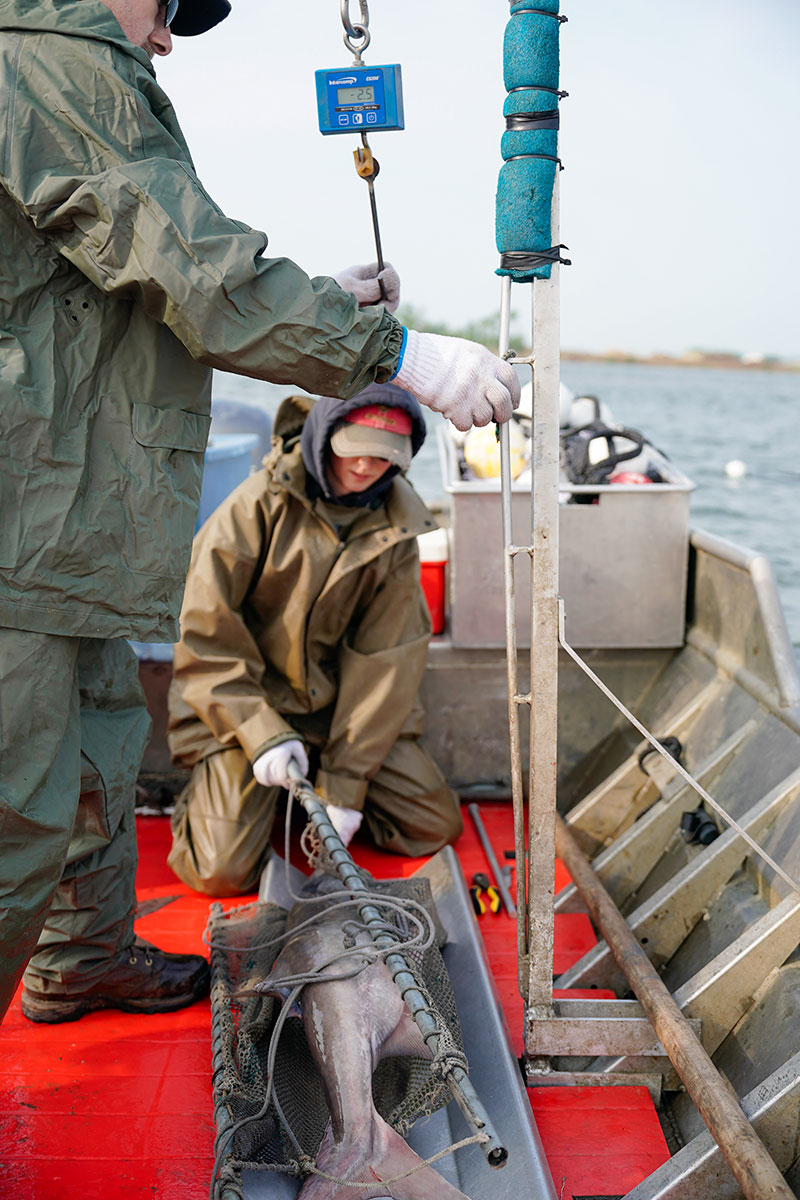 Biologists measuring a paddlefish