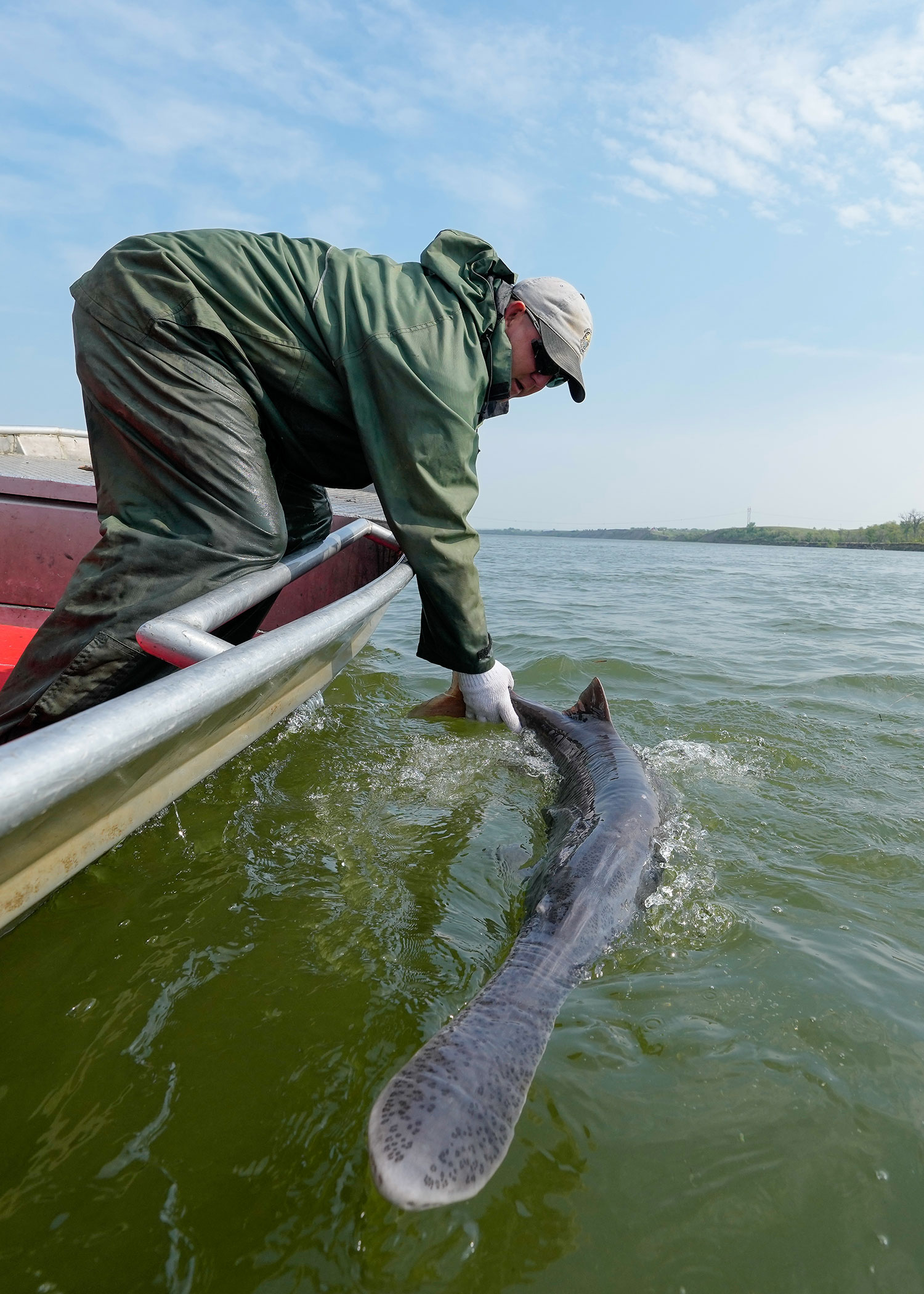 Biologist releasing paddlefish from boat