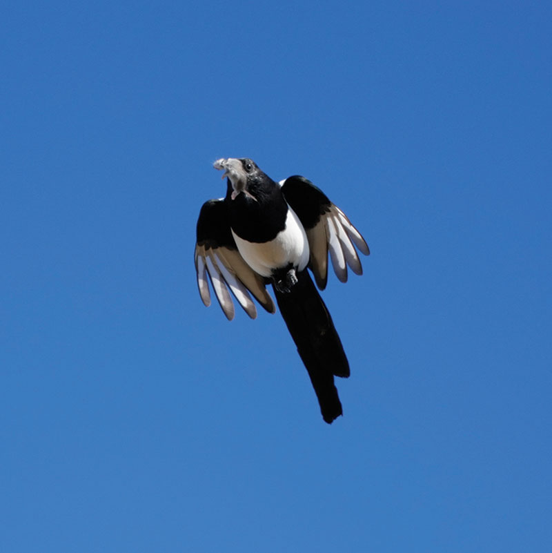 Magpie flying with mouse in beak