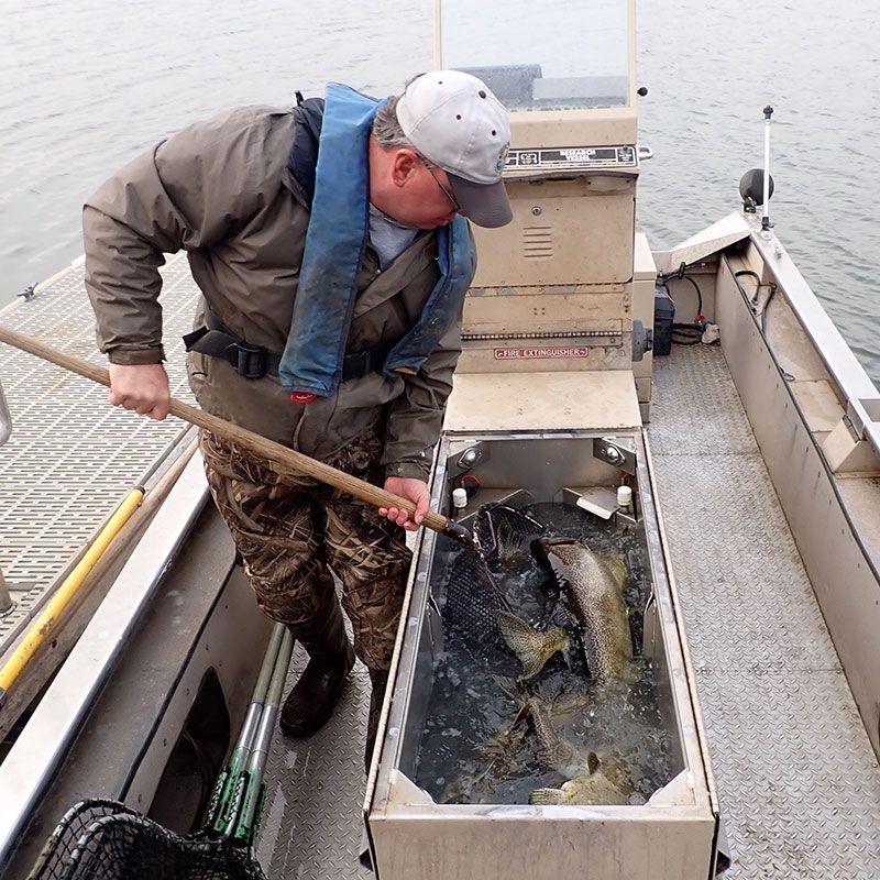 Biologist taking salmon from boat livewell