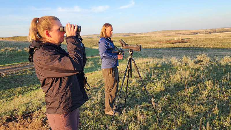 Two researchers looking for curlew on the prairie