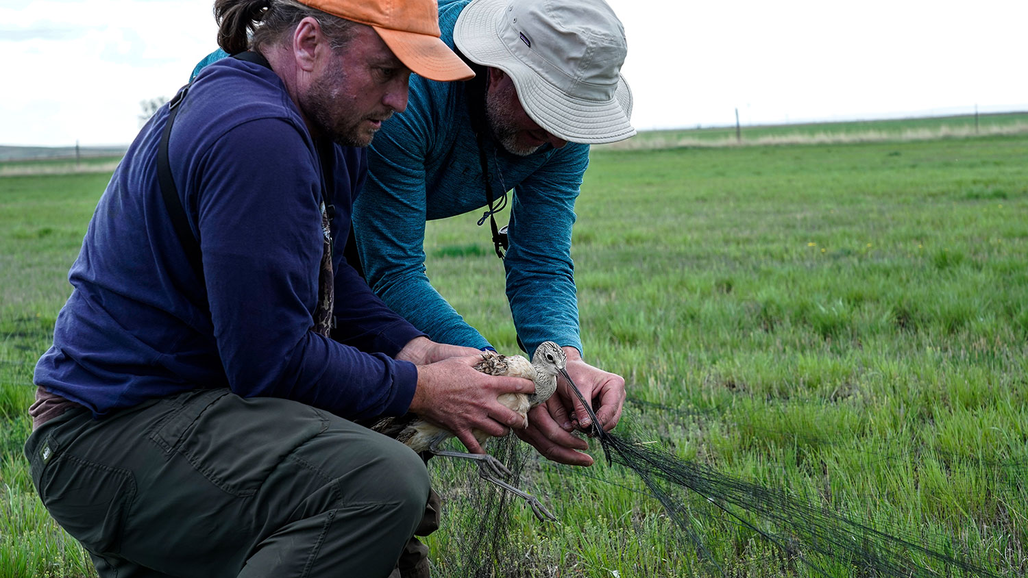 Researchers remove curlew from a mist net