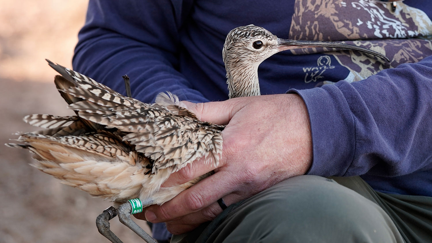Researcher holding curlew with leg bands