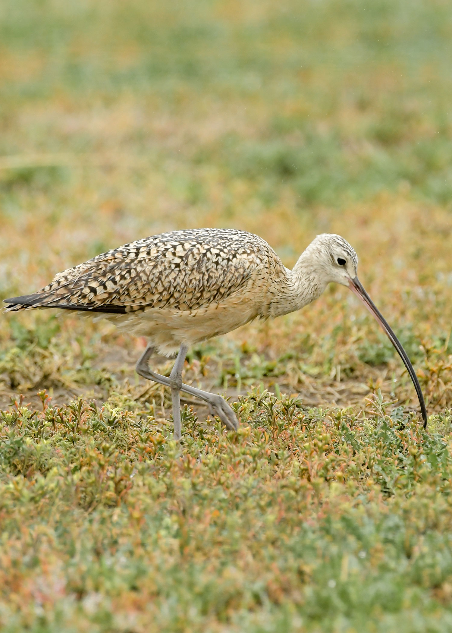 Long-billed curlew looking for food in a field