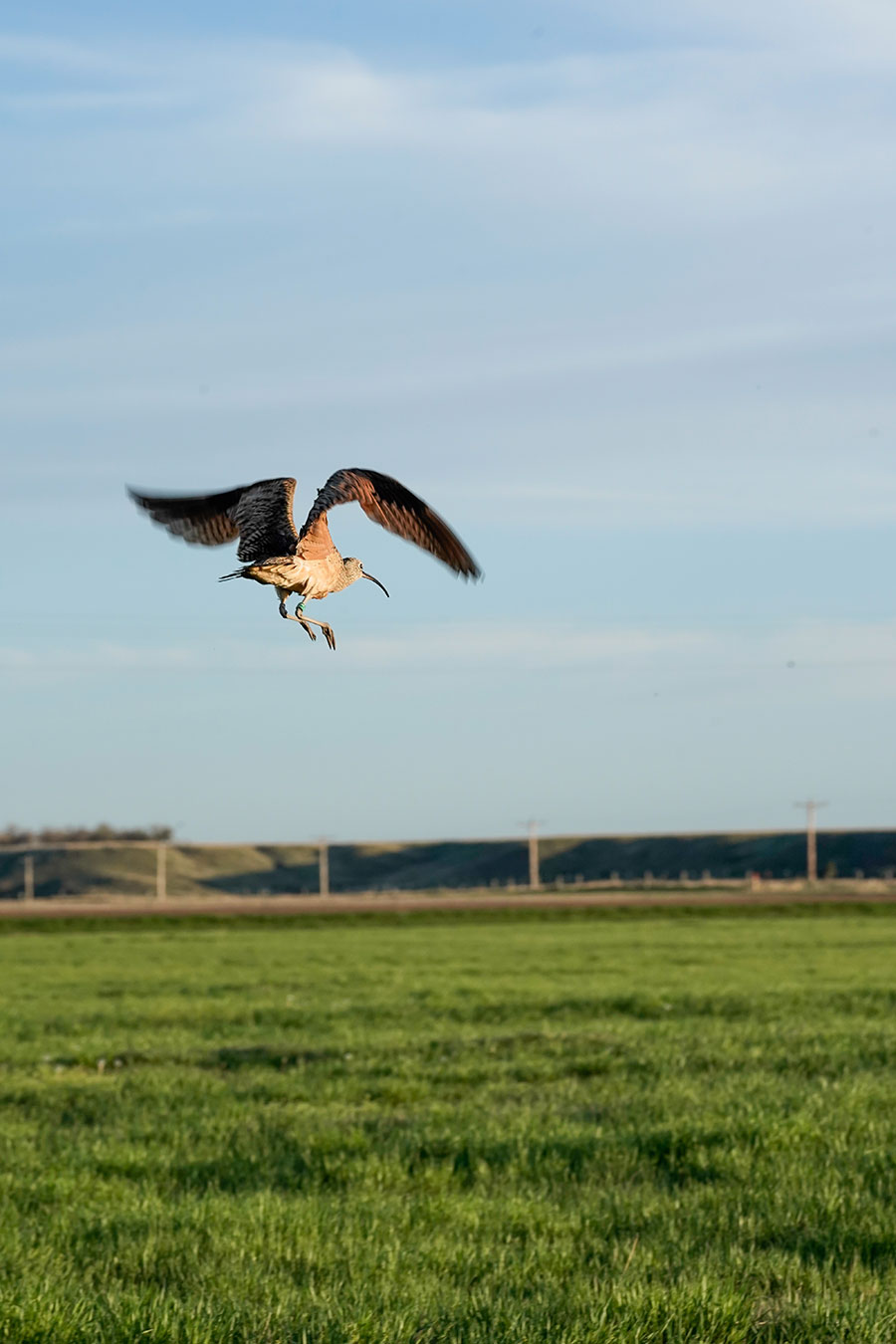 Curlew flying away after having been tagged and equipped with a transmitter
