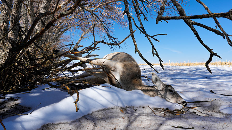 Dead deer lying in snow