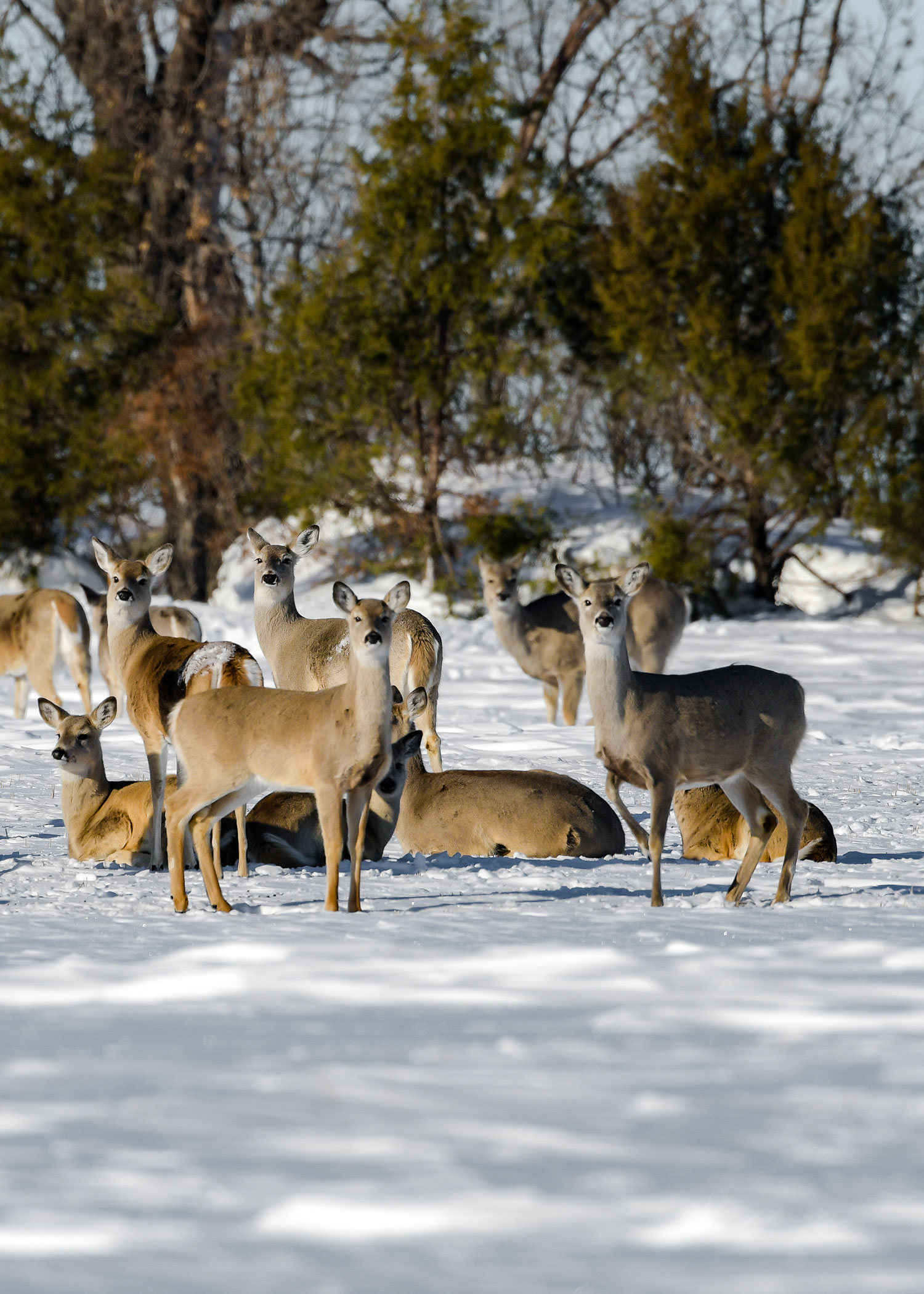 Herd of dear standing and lying in snow
