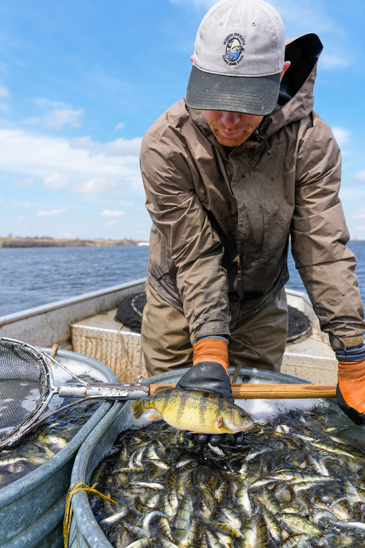 Fisheries biologist holding perch above fish holding tank on boat