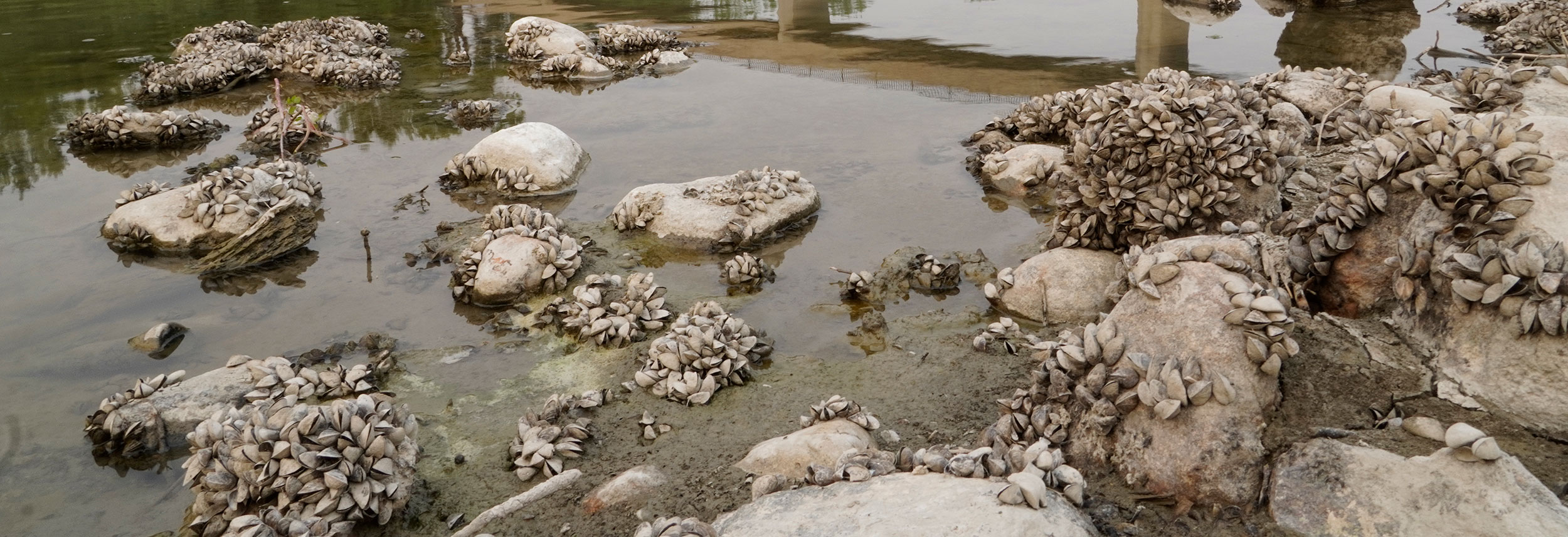 Zebra mussels along the shoreline of the Red River