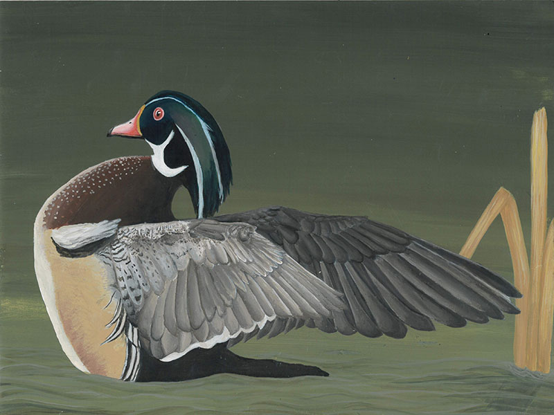 Claire Powell - Wood Duck