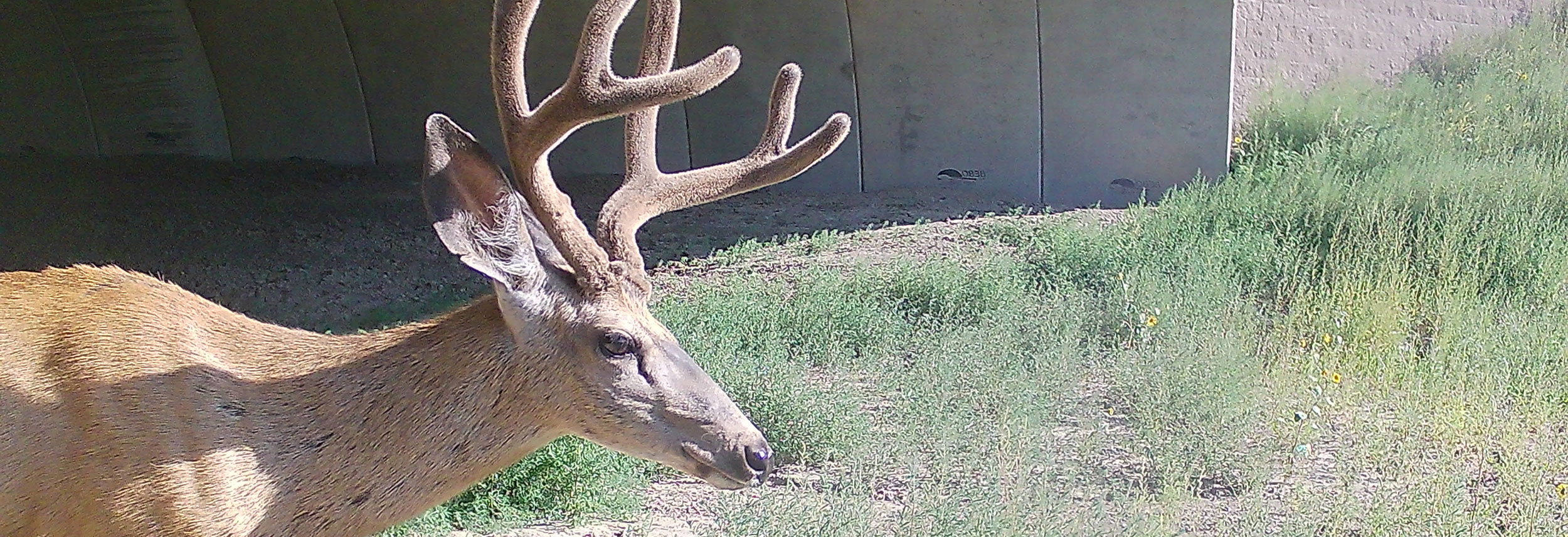 Mule deer buck in velvet using wildife crossing