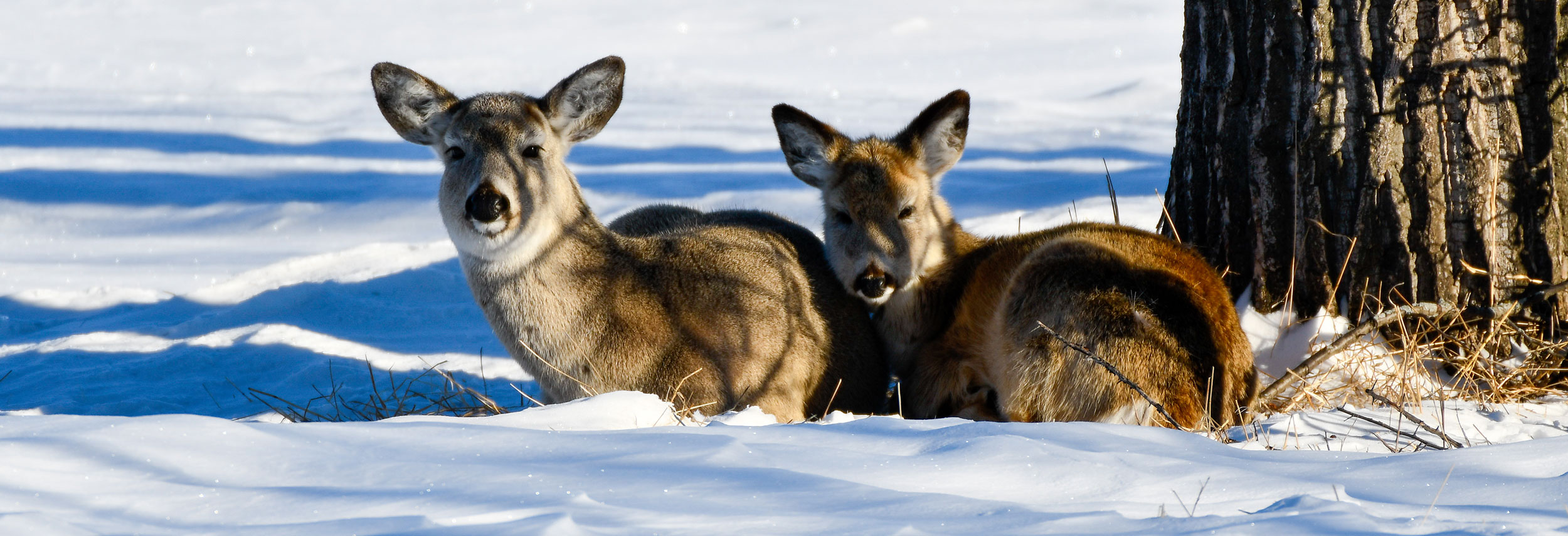 Deer lying in snow