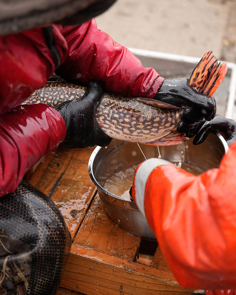 Eggs being stripped from a pike