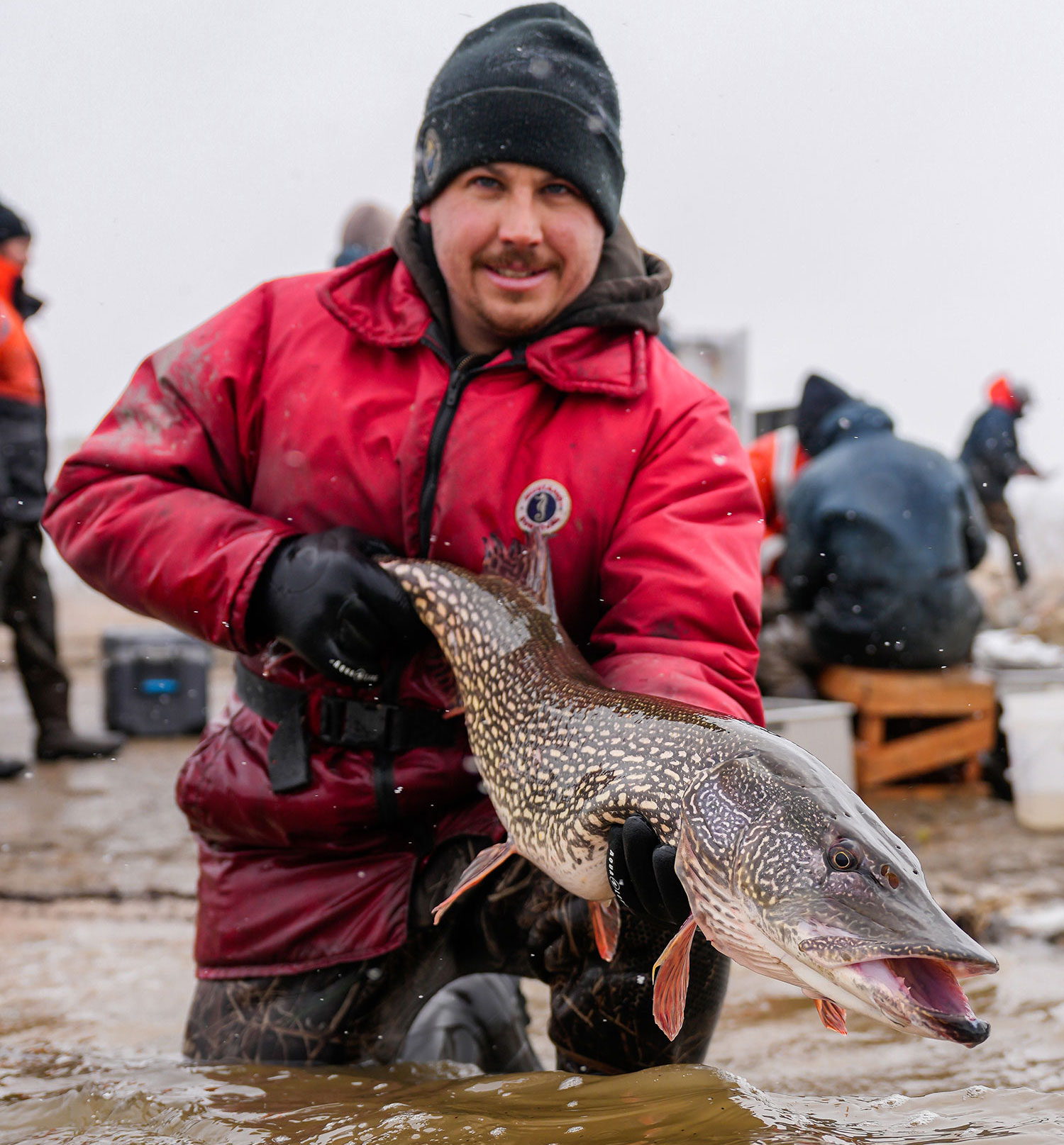Fisheries biologist holding a northern pike he is about to release