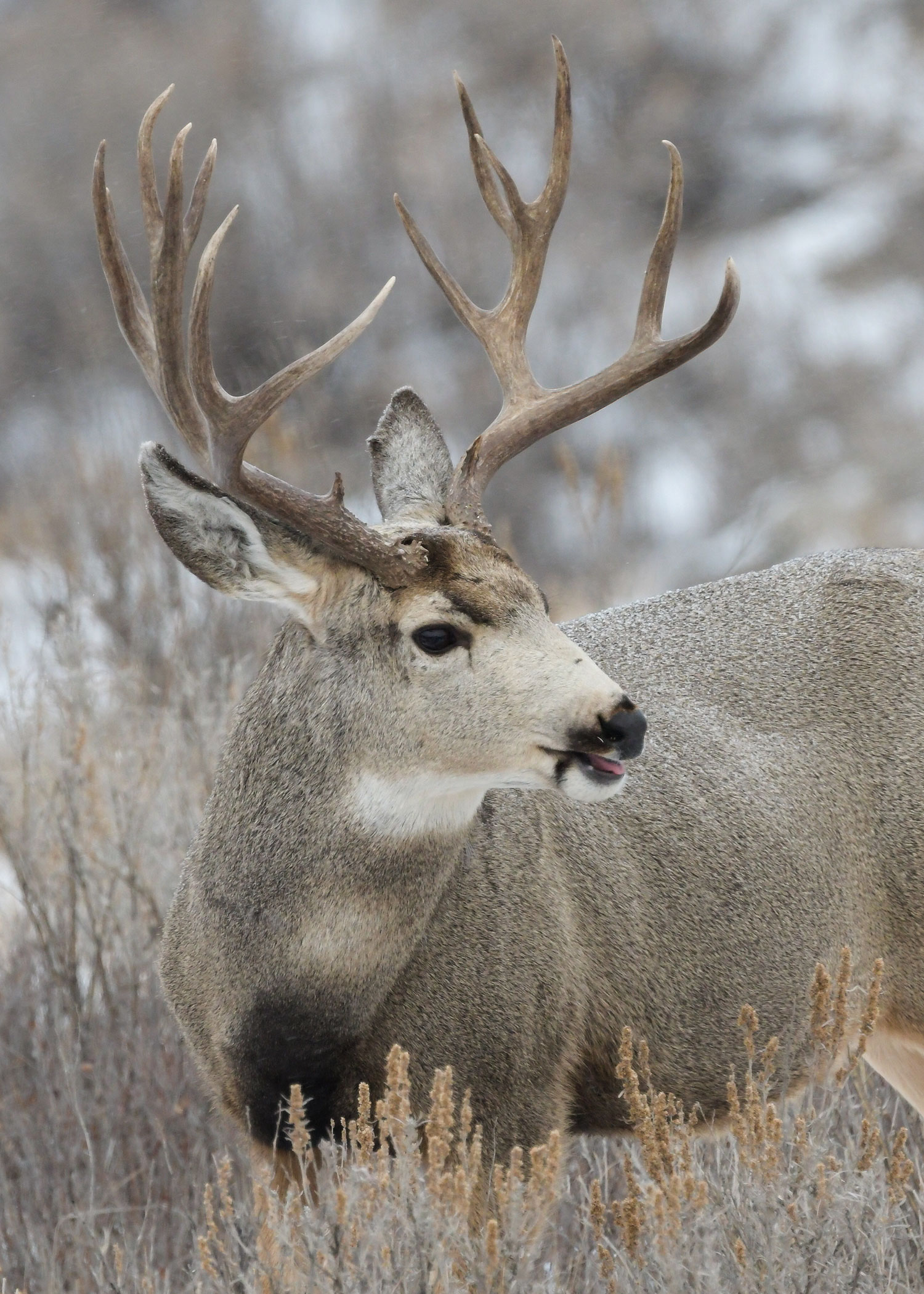 Mule deer buck in the snow