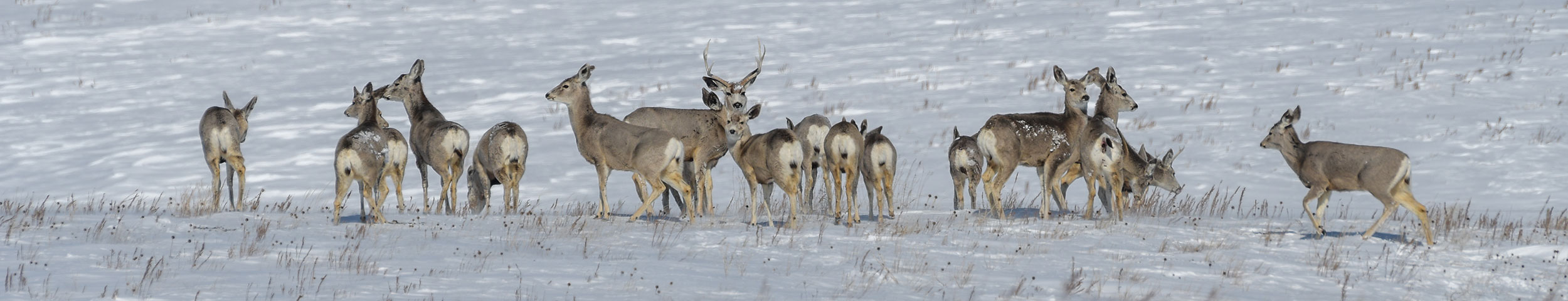 Herd of mule deer in the snow