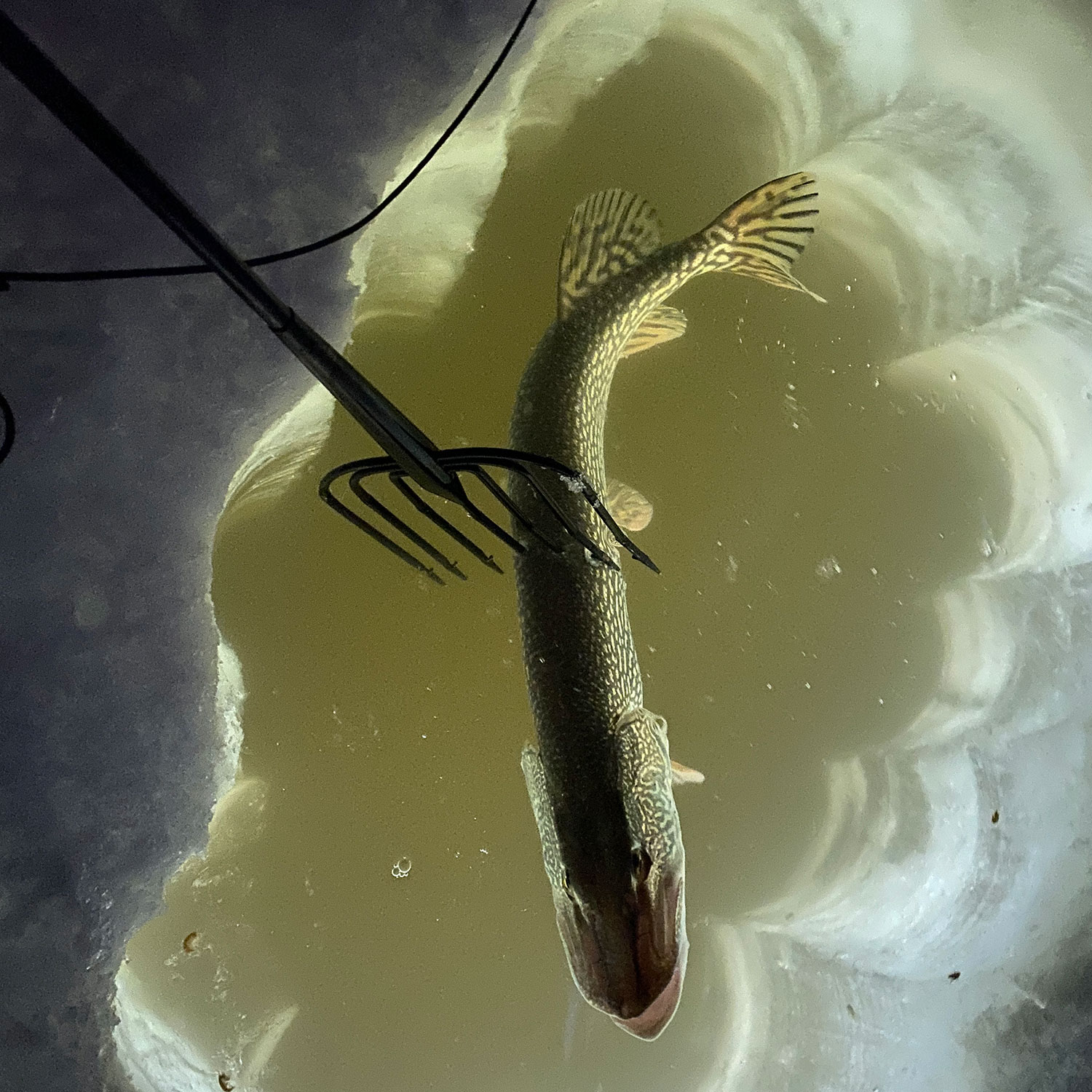 Northern pike in a spearing hole with a spear right above it