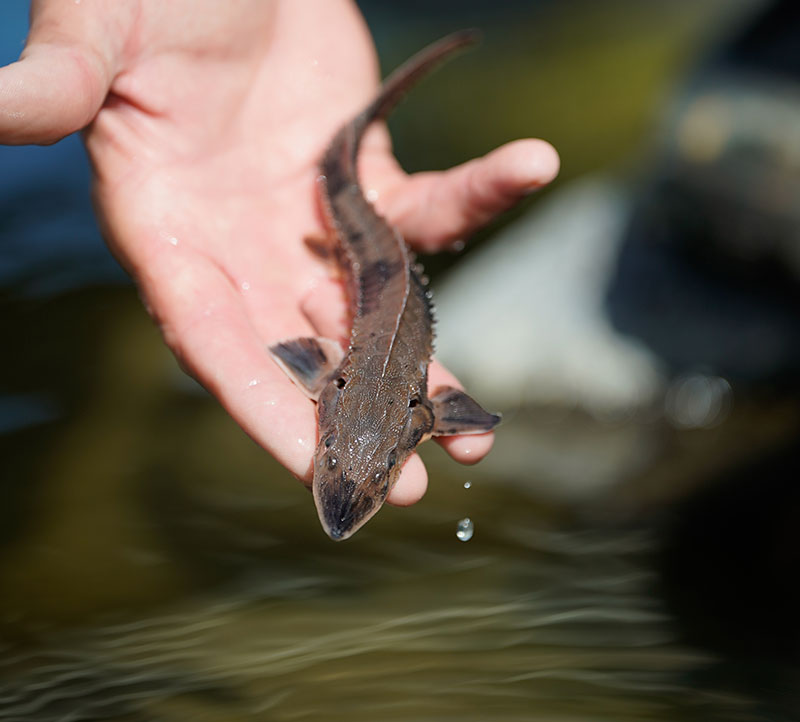 Biologist holding young sturgeon in hand