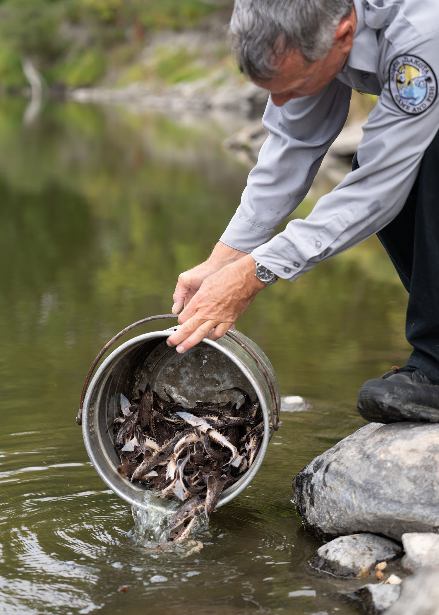 Biologist releasing young sturgeon into river from bucket