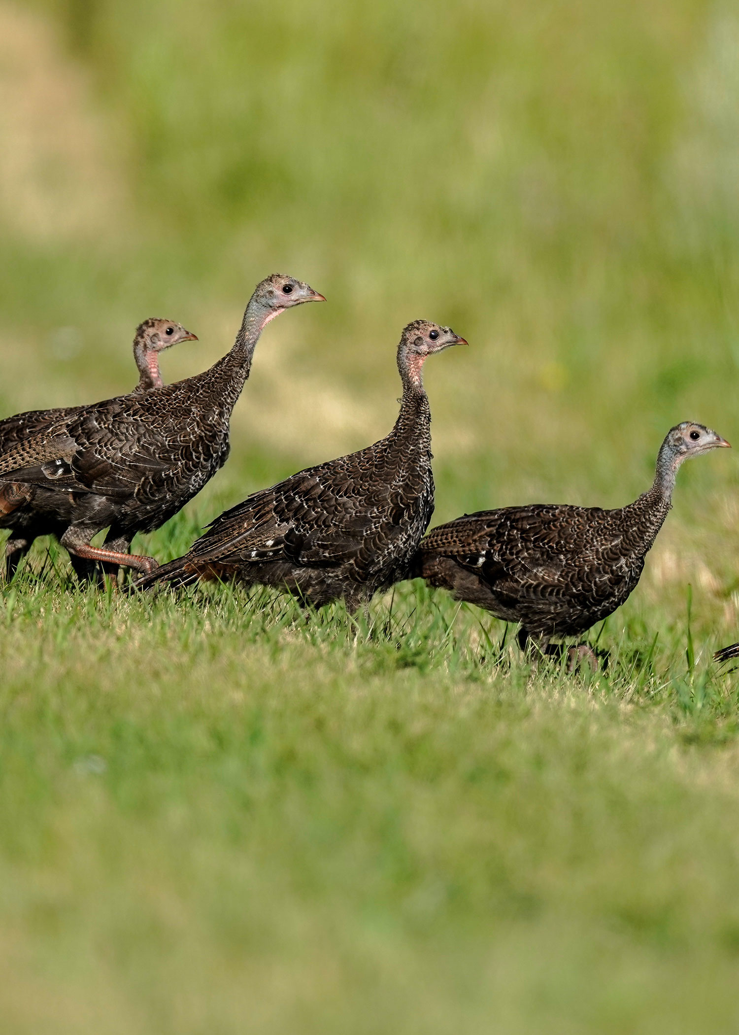 Turkeys walking in green grass