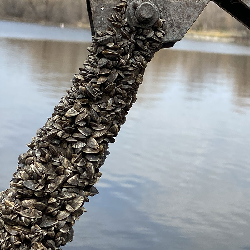 Zebra mussels on post