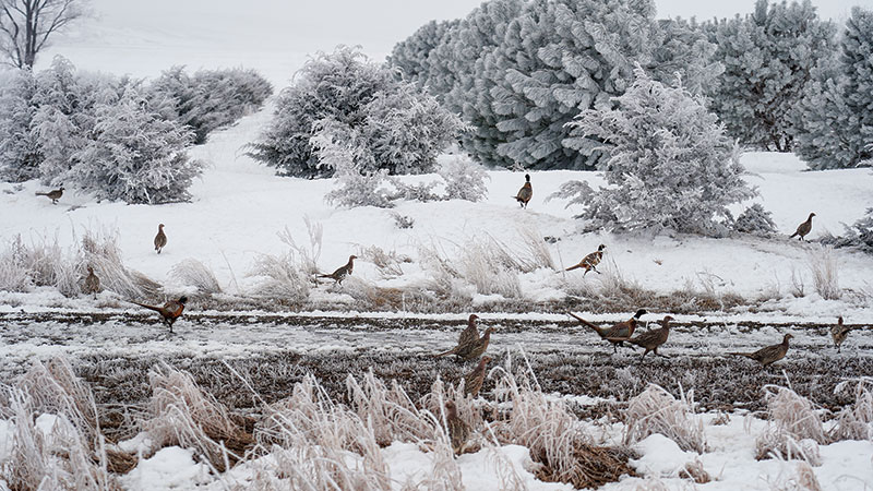 Group of pheasants in winter with snowy background