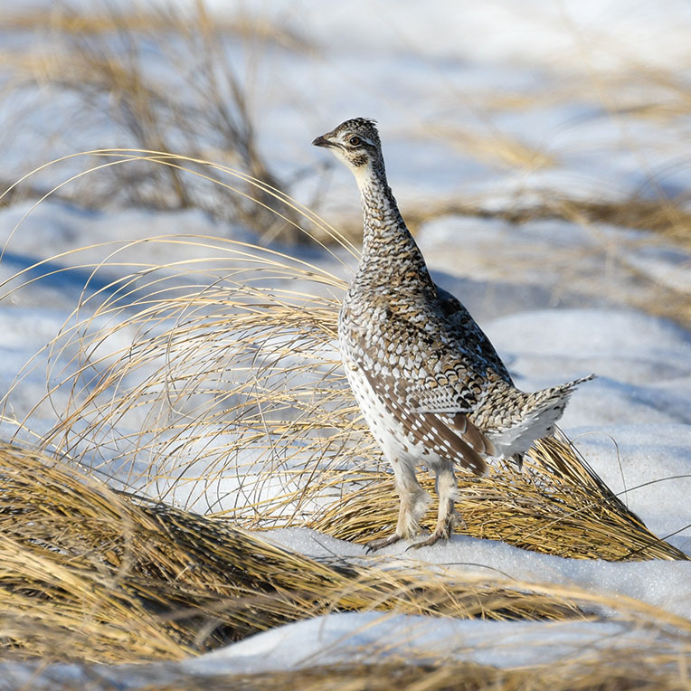Sharp-tailed grouse standing in snow