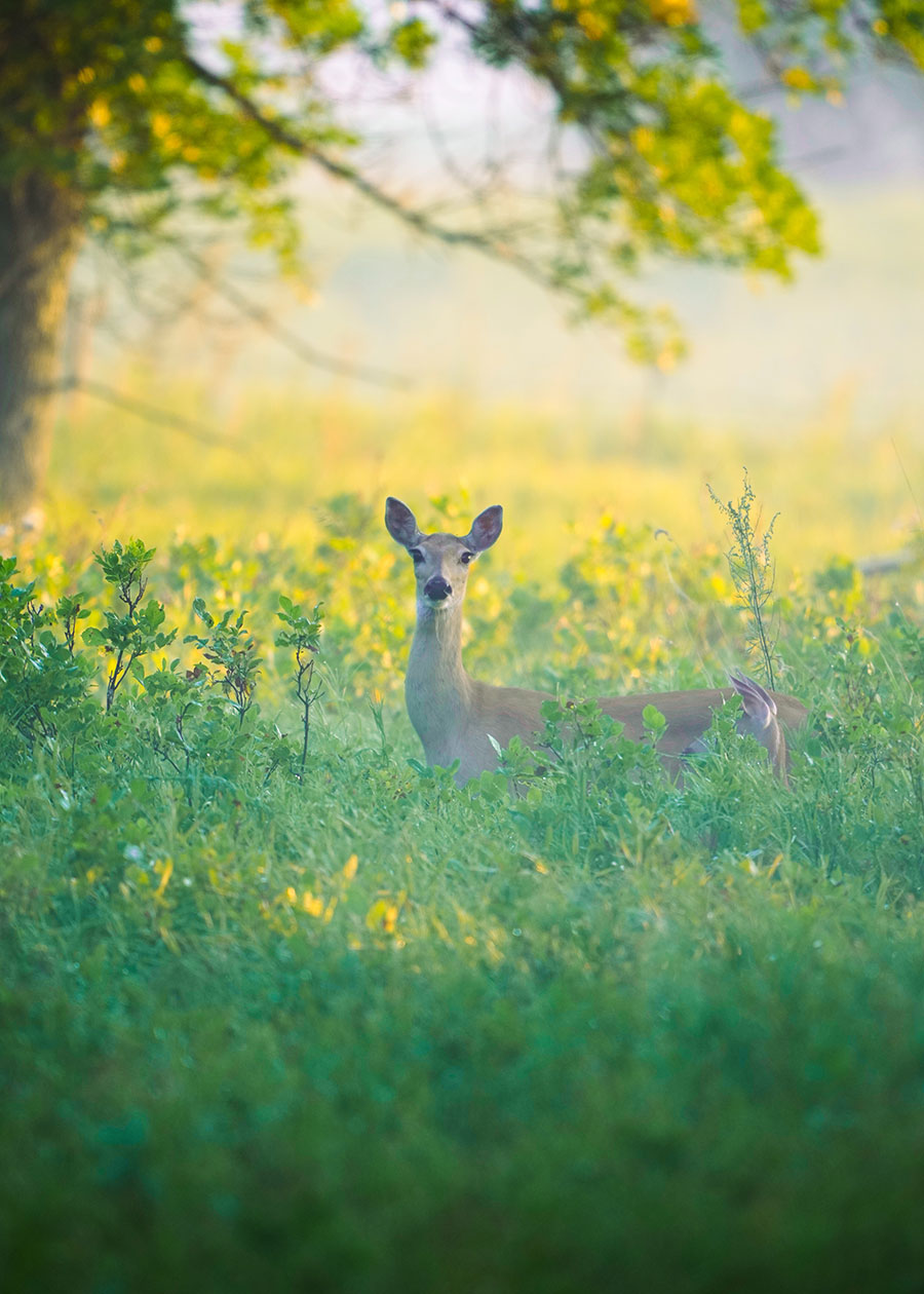 White-tailed doe and fawn in grass