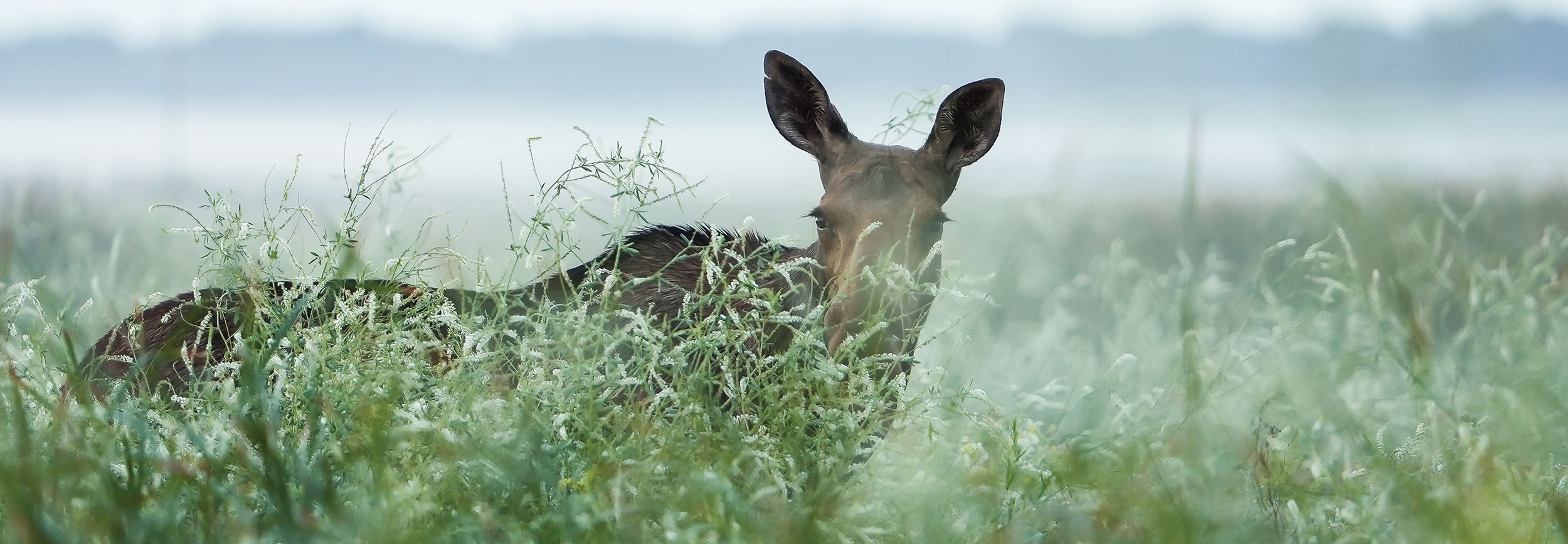 Cow moose in tall weeds