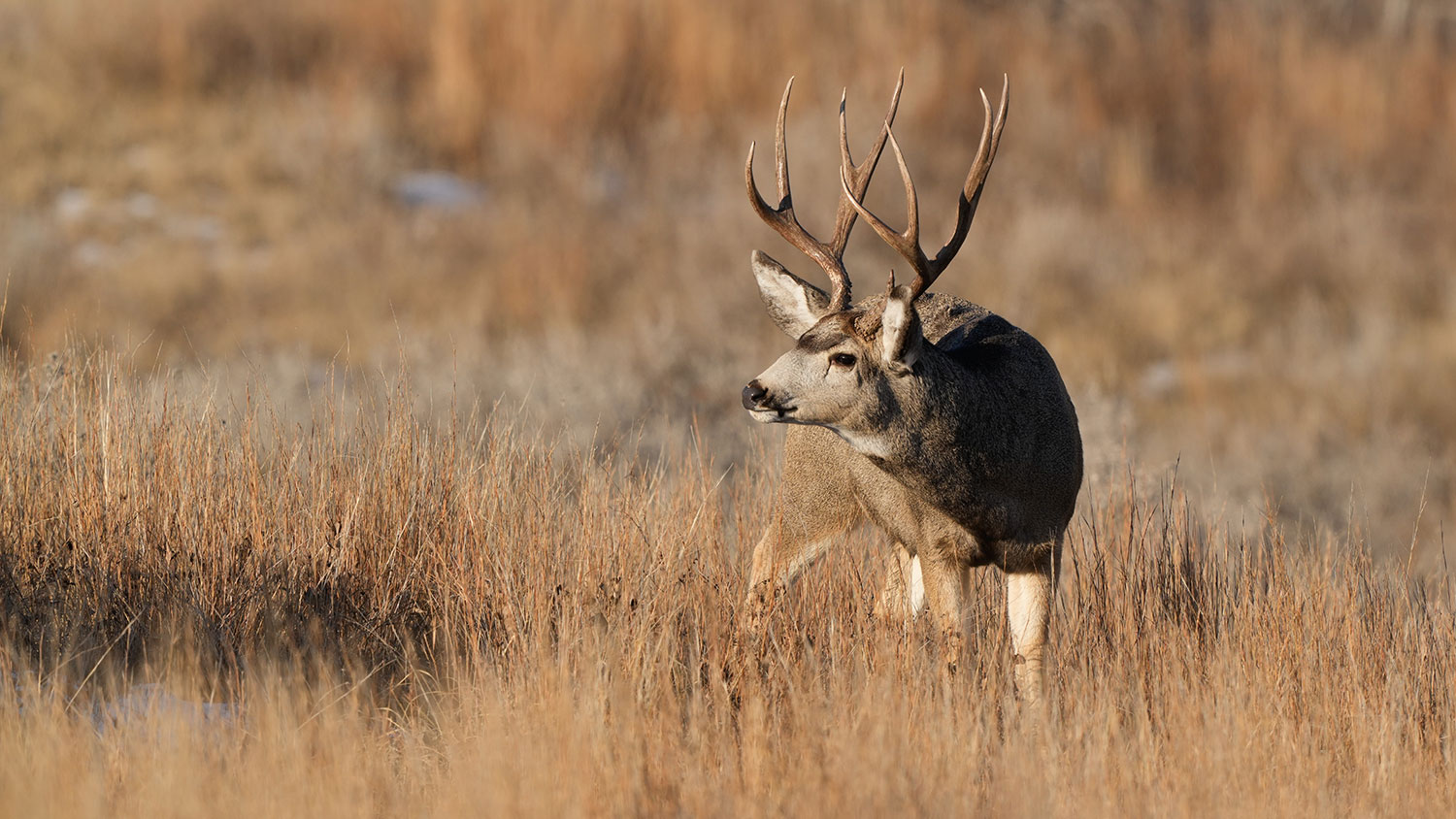 Mule deer buck