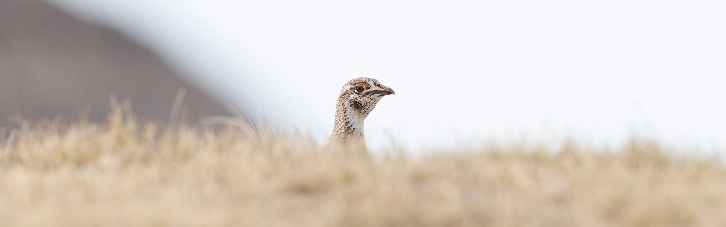 sharp-tailed grouse looking over hill