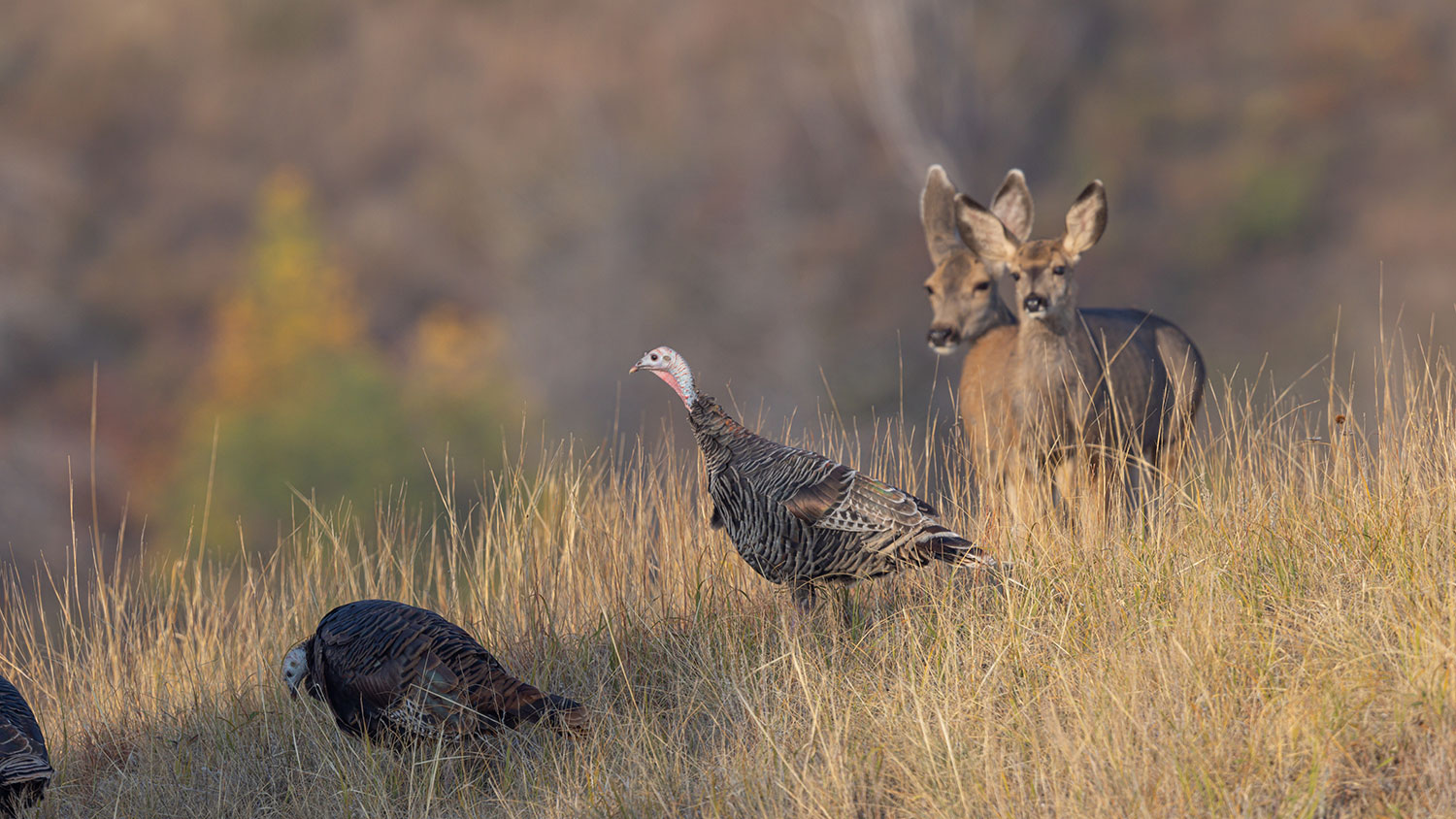 Turkey in foreground with mule deer behind