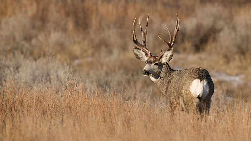 Mule deer buck