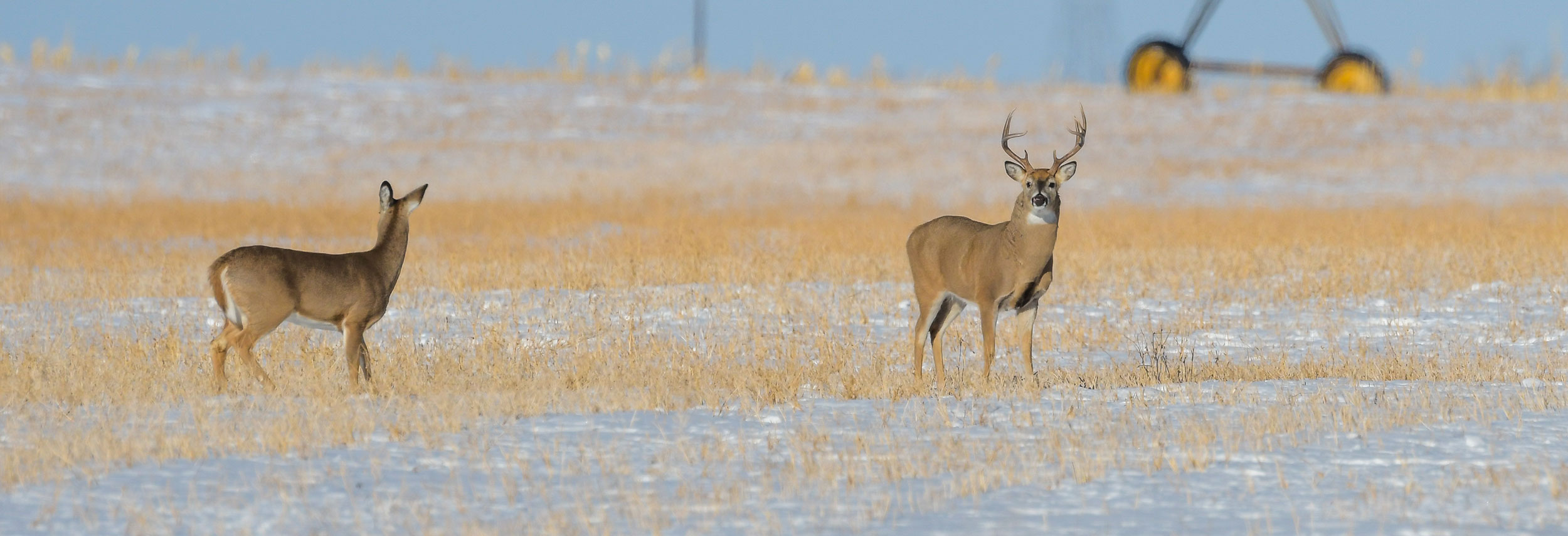 Mule deer buck and doe