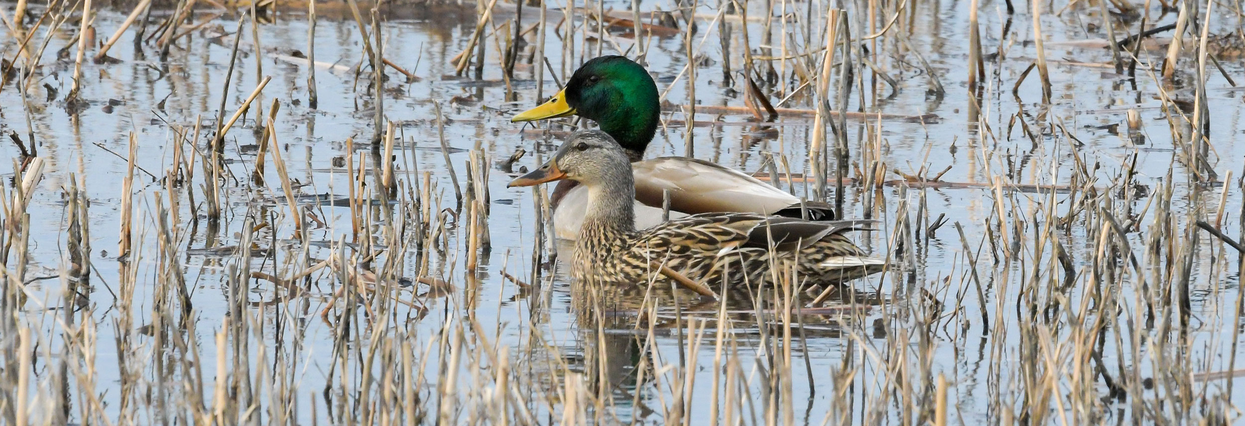 Dog among decoys carrying harvested duck