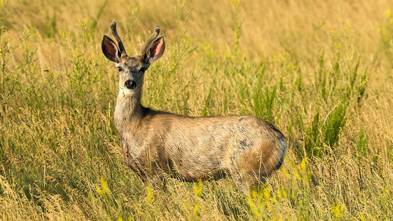 Buck in velvet